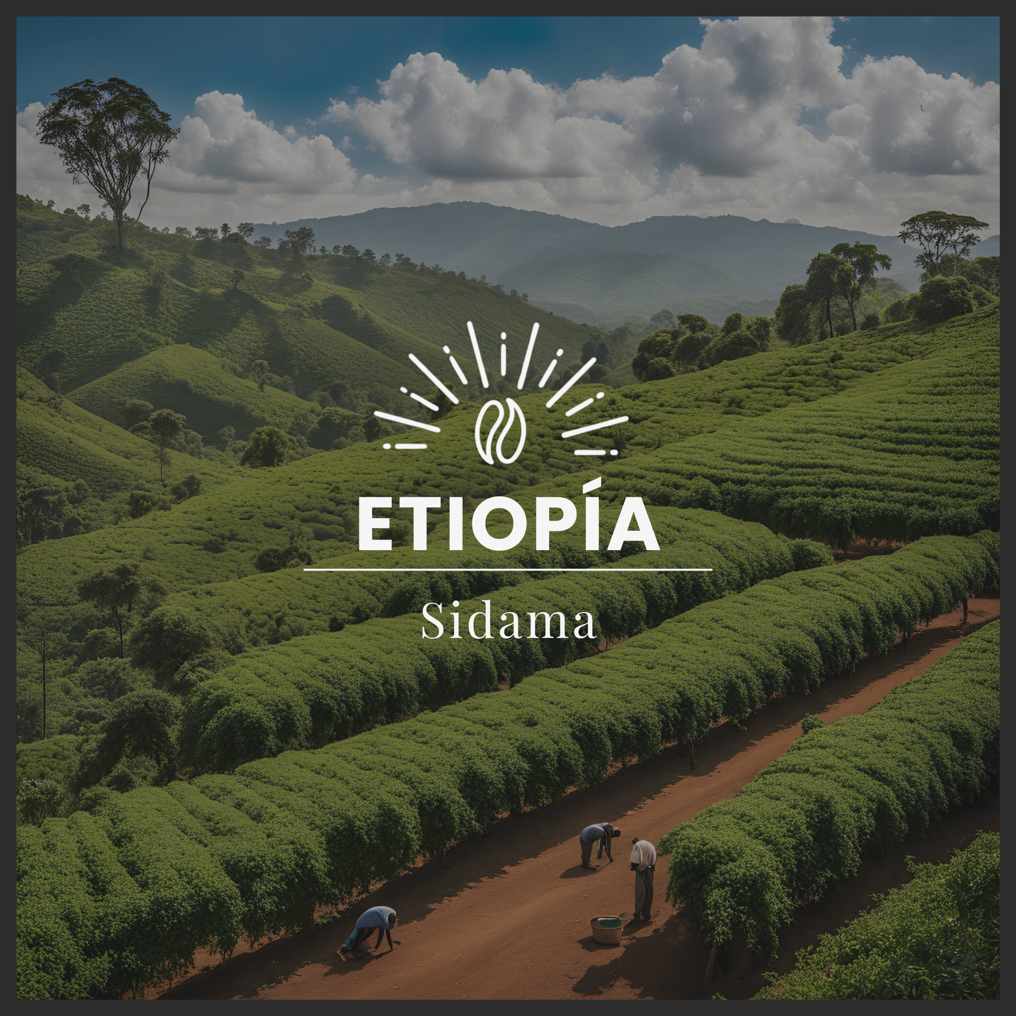SIDAMA- ETIOPIA